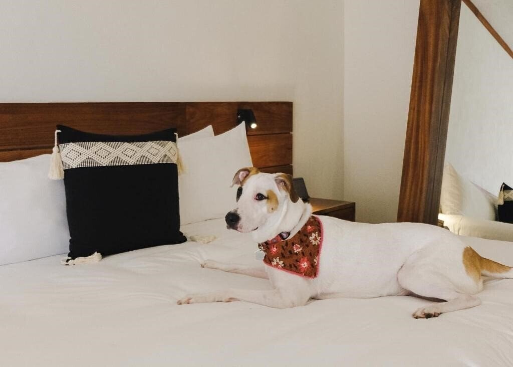 Изображение Kimpton Aluna Tulum 4*