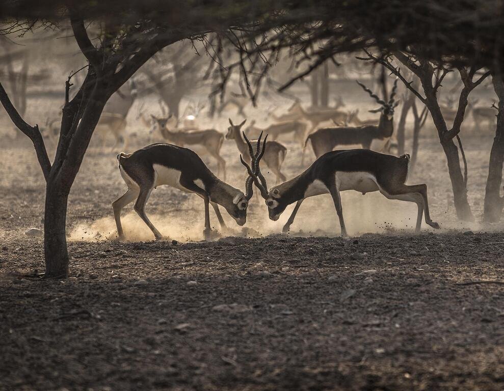 Панорама Anantara Desert Islands Resort & SPA 5*