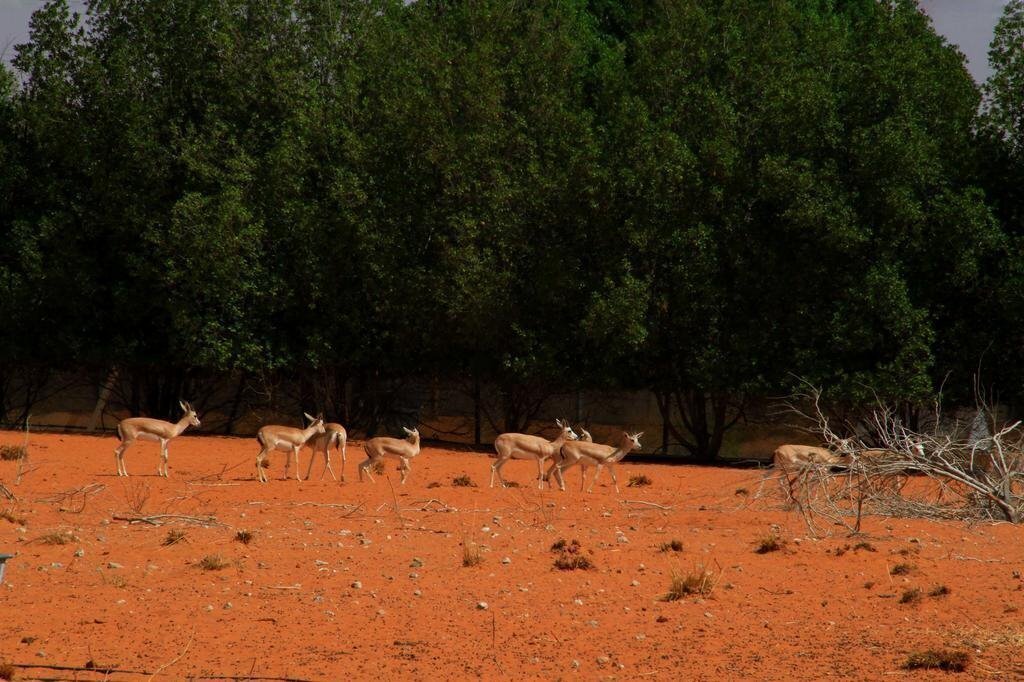 Картинка Al Bada Hotel & Resort 5*