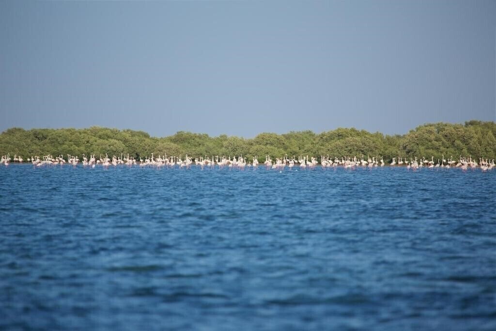 Апартаменты Flamingo Beach Resort 3*