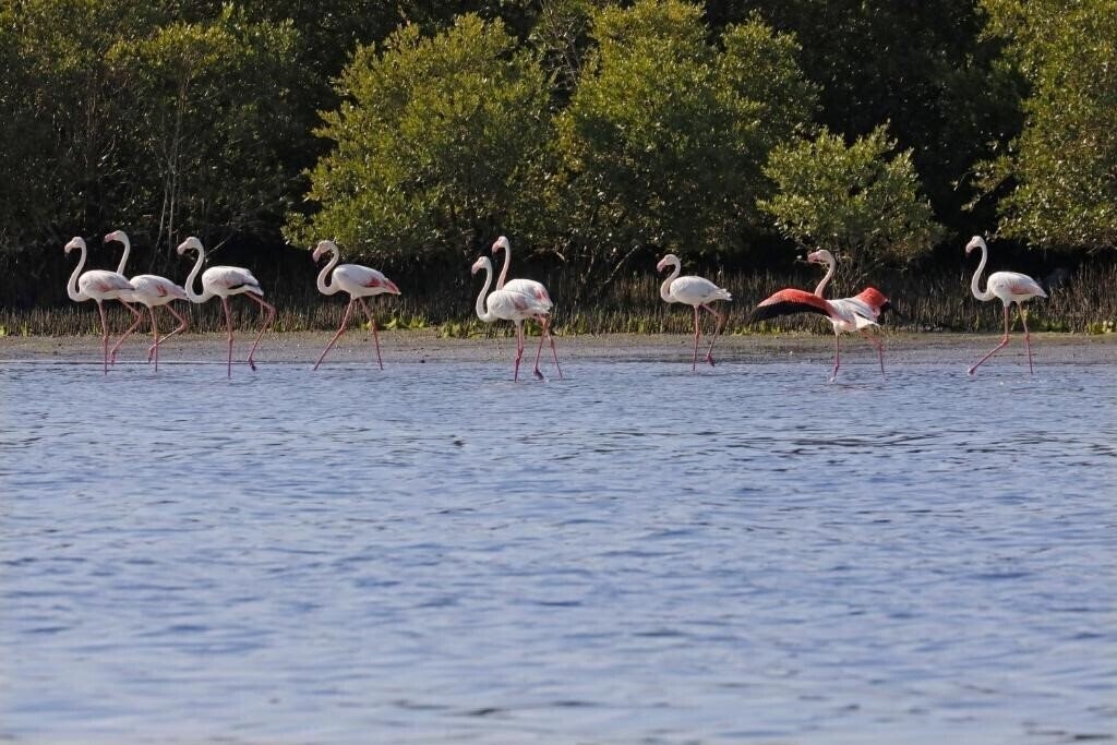 Вид Flamingo Beach Resort 3*