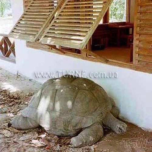 Изображение Bird Island Lodge 3*