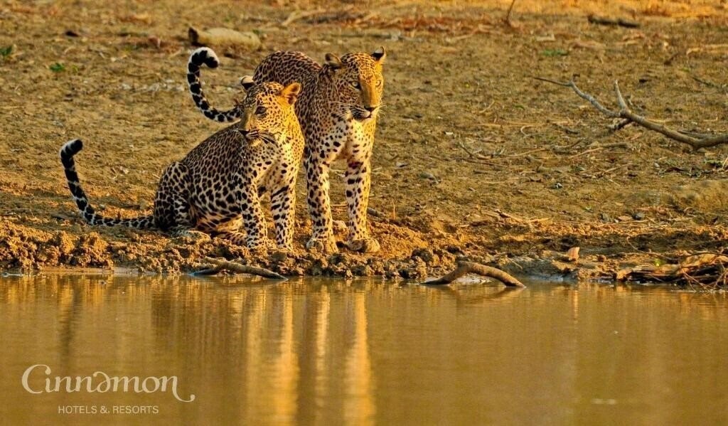 Апартаменты Cinnamon Wild 5*