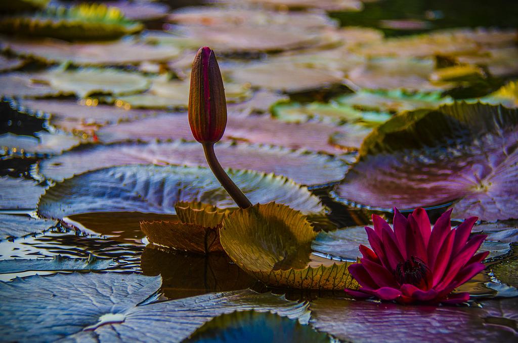 Зображення Bhundhari Spa Resort & Villas Samui 4*