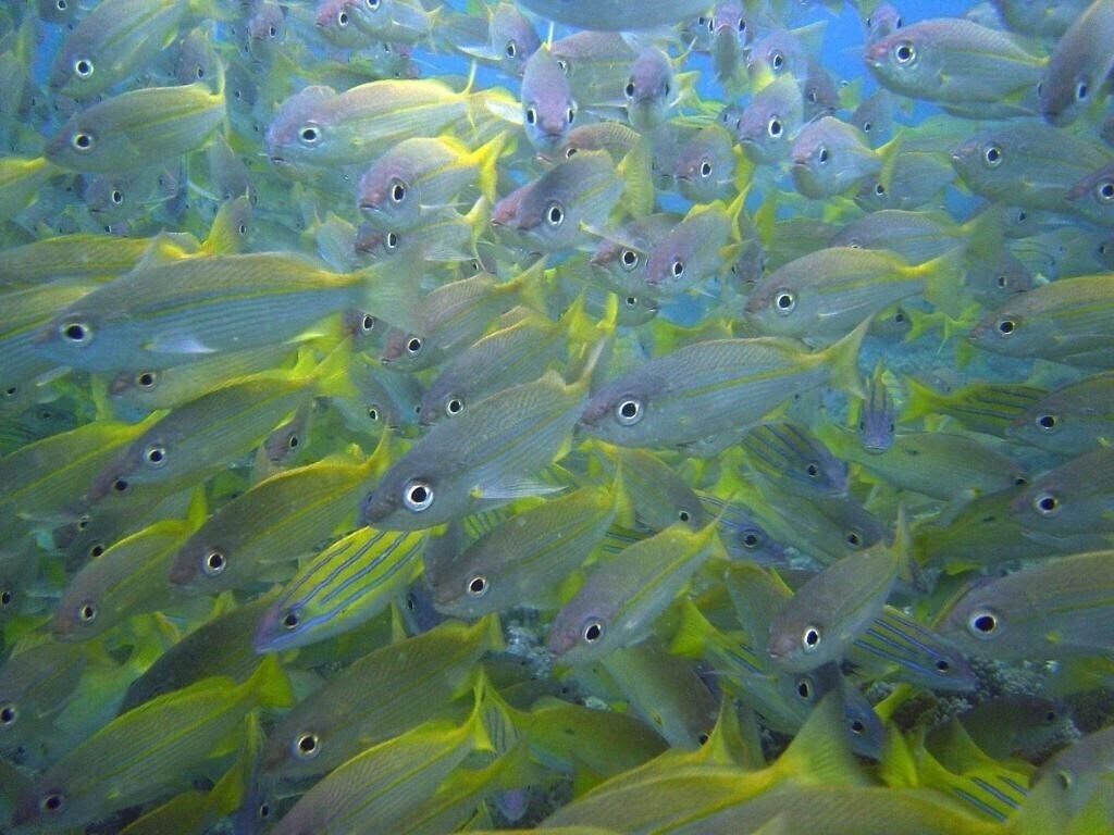 Панорама Zawadi Hotel Zanzibar 5*