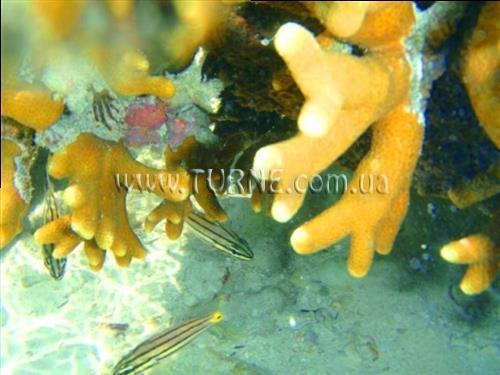 Фотографія Bellevue Guesthouse Zanzibar гостиный двор