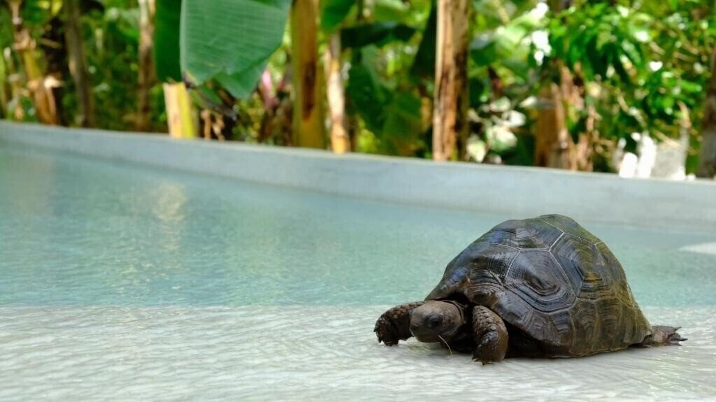 Территория Kobe House 3*