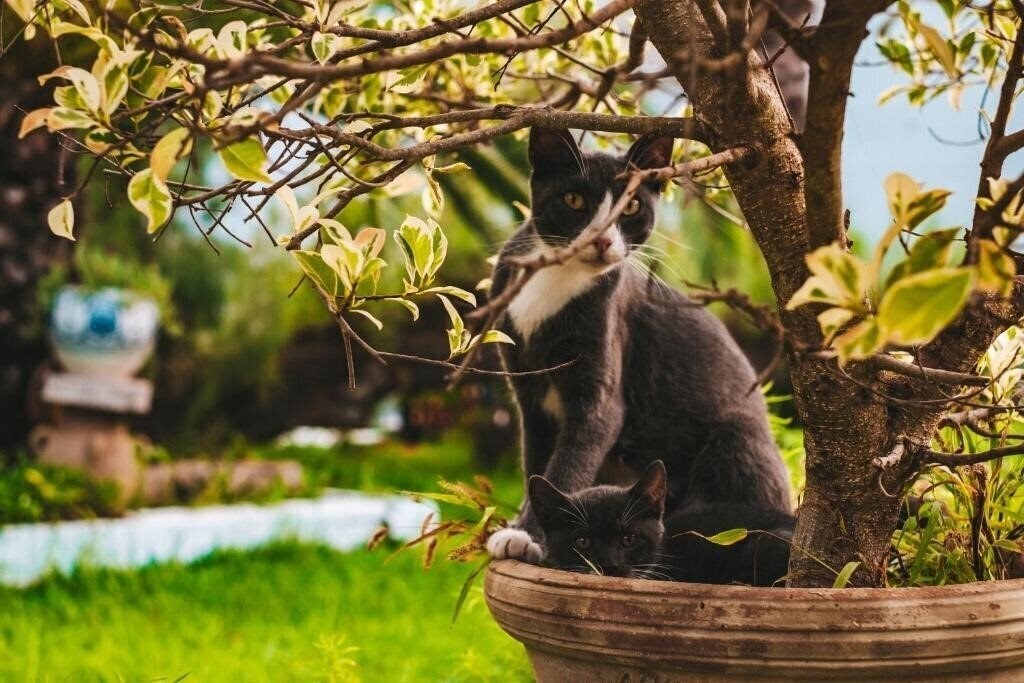 Панорама Les Orangers Beach Resort & Bungalow 4*