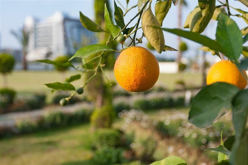 Апартаменти Graf Victor Boutique 4*