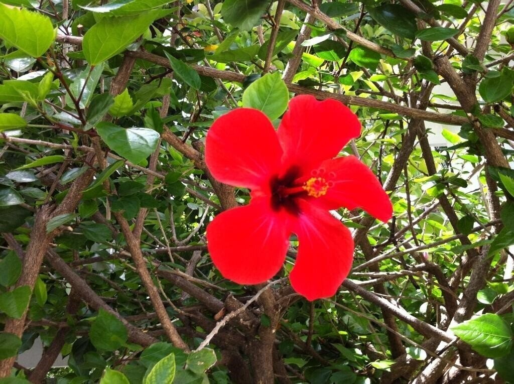 Вид Flower Hotel 3*