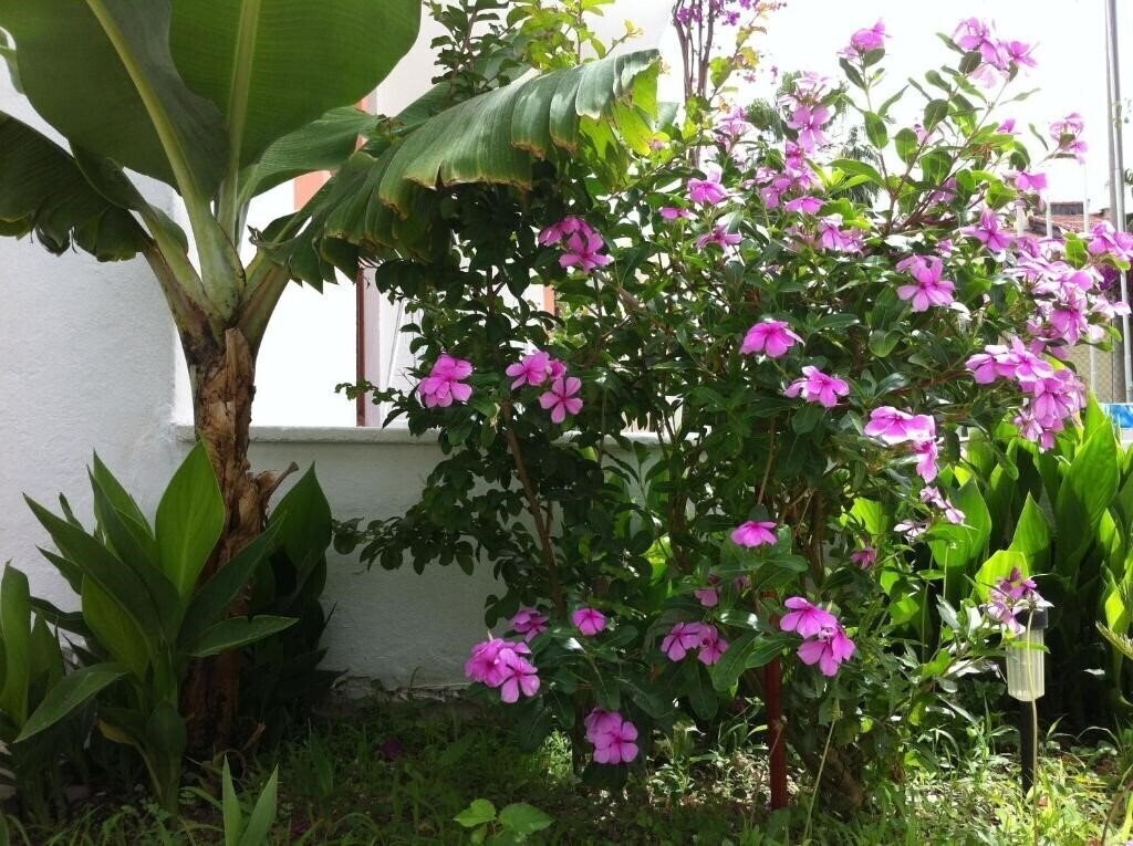 Територія Flower Hotel 3*