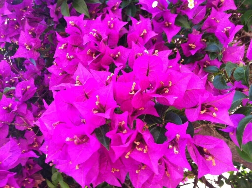 Апартаменти Flower Hotel 3*