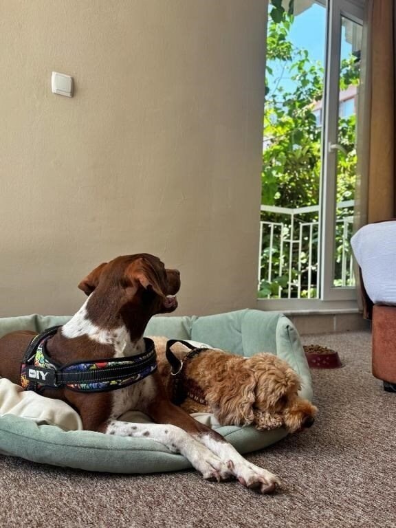 Панорама Moy Beldibi Hotel (ex. Aypars Beldibi Hotels, Beldibi Hotel Kemer, Hotel Beldibi, Beldibi Hotel) 3*