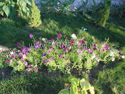 Апартаменты Альбатрос пансионат